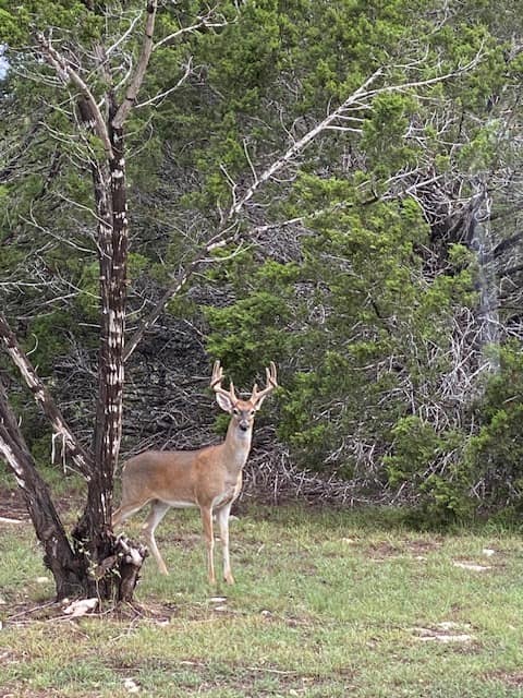 A whitetail buck standing in the cedars